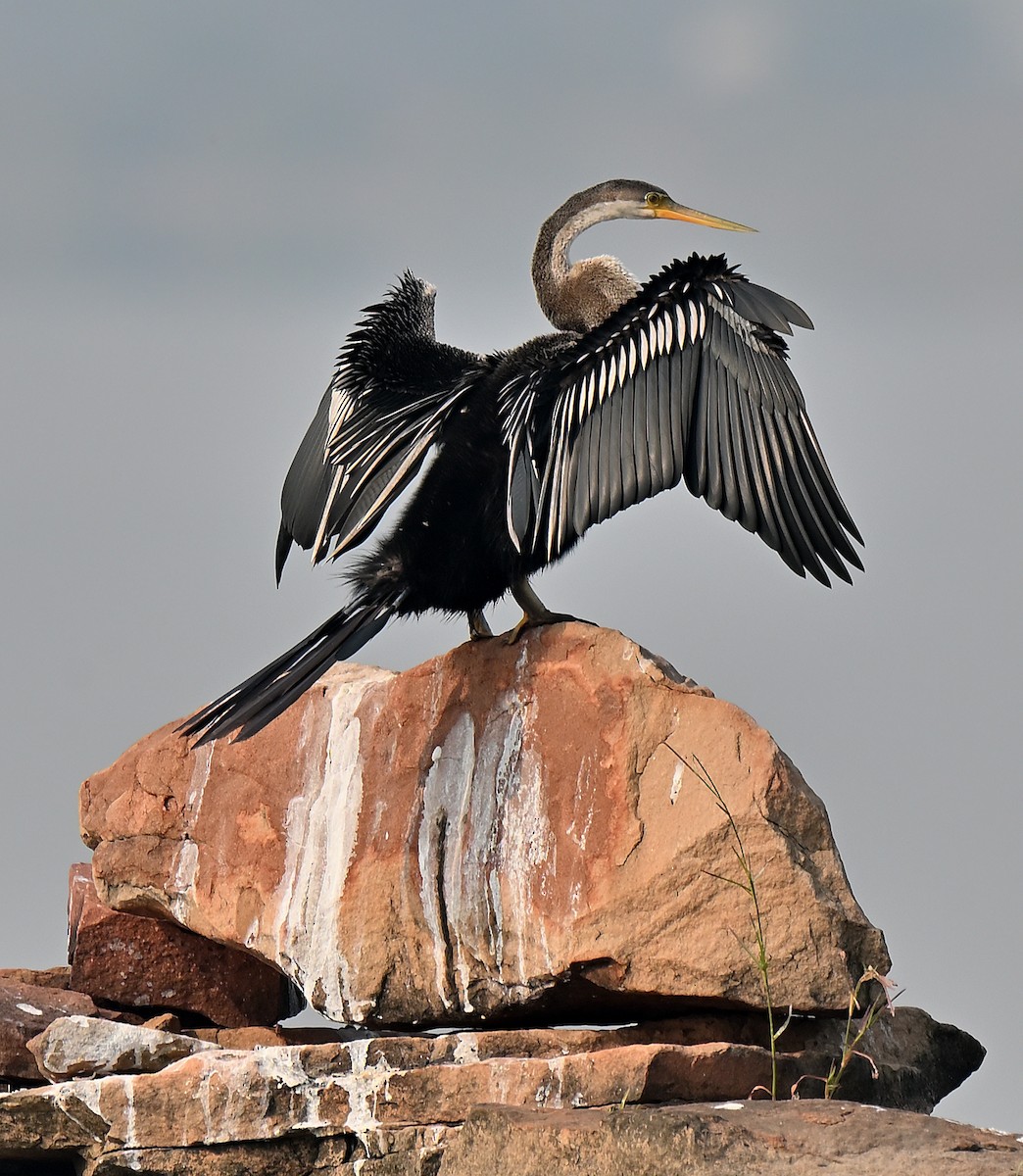 Oriental Darter - ML644032870