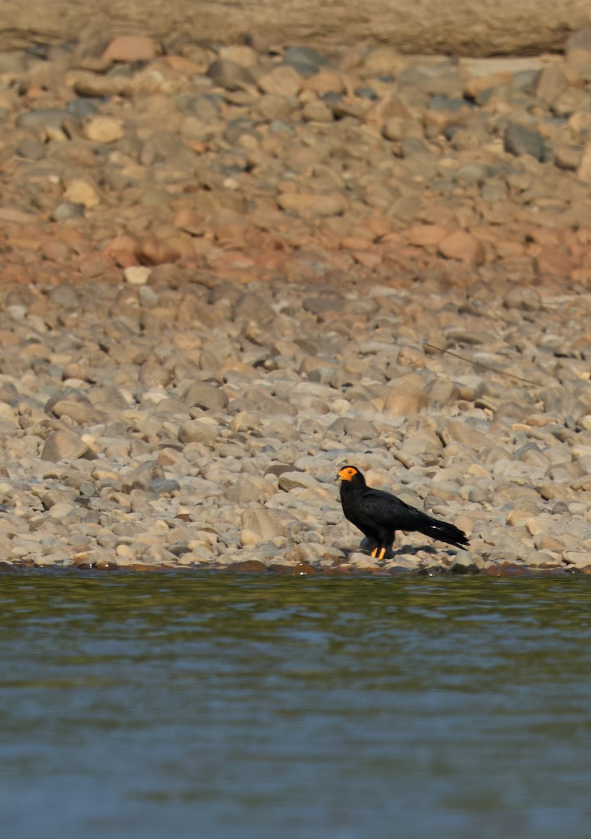 Siyah Karakara - ML644032872