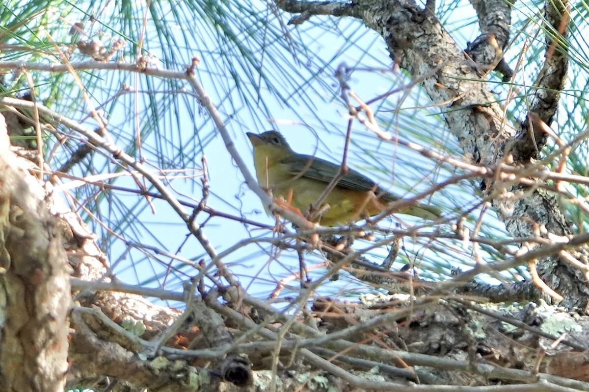 Piranga vermillon - ML644032873