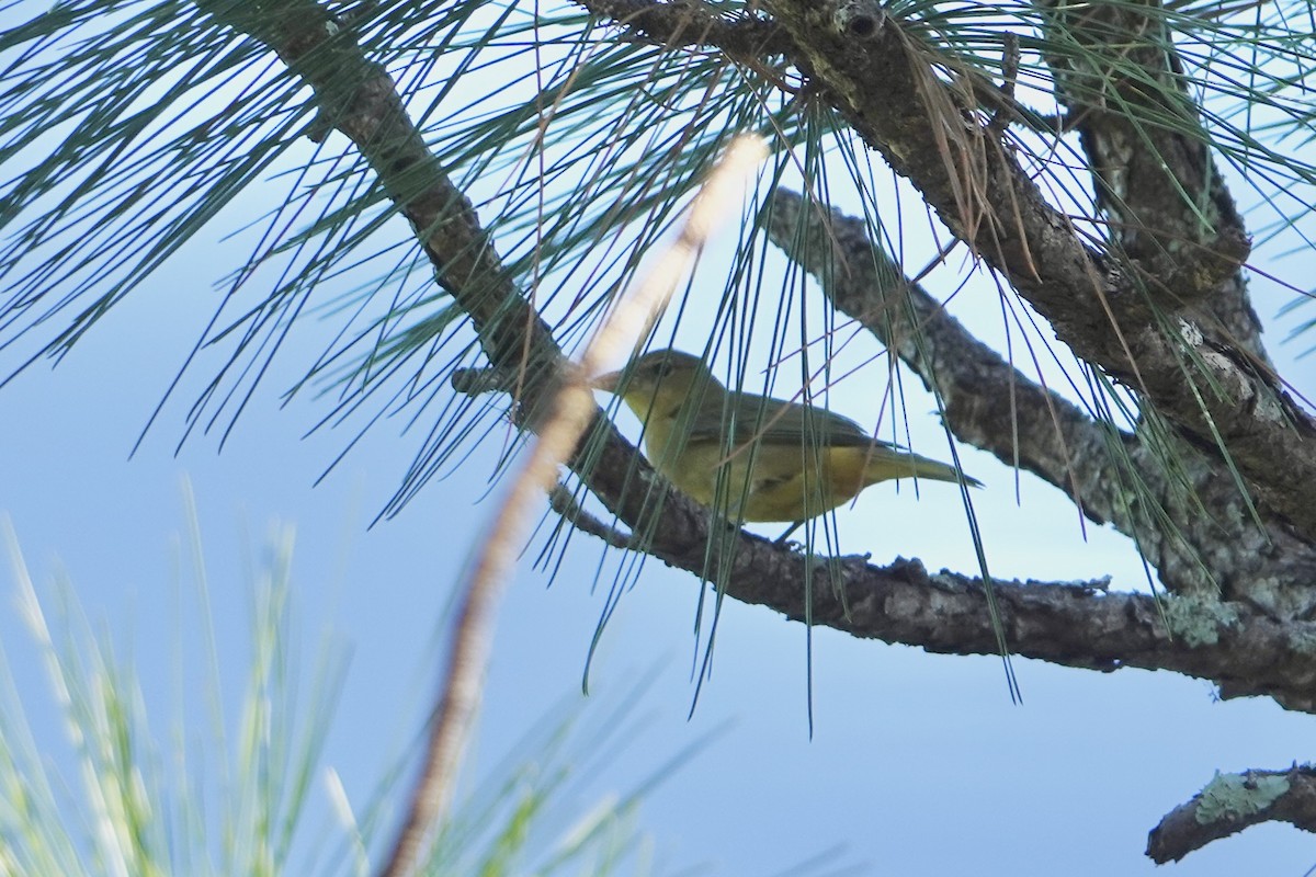 Piranga vermillon - ML644032875