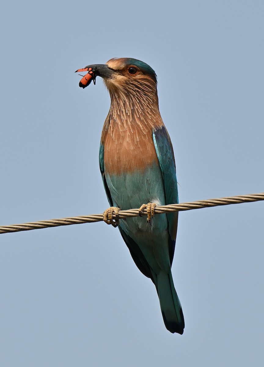 Indian Roller - ML644032877