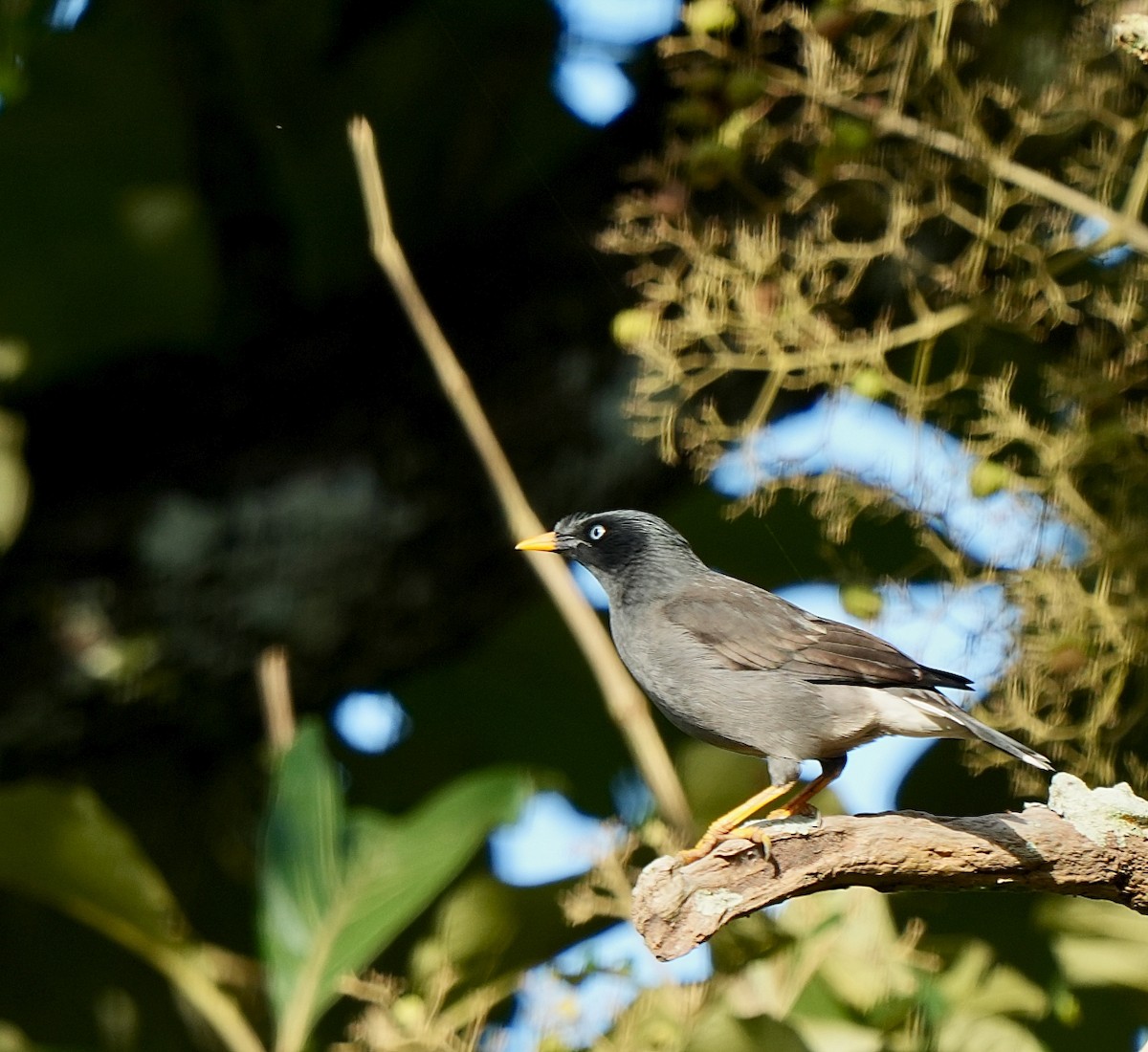 Jungle Myna - Dilip Savalia