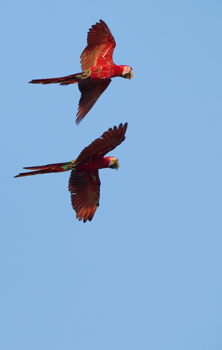Red-and-green Macaw - ML644032899