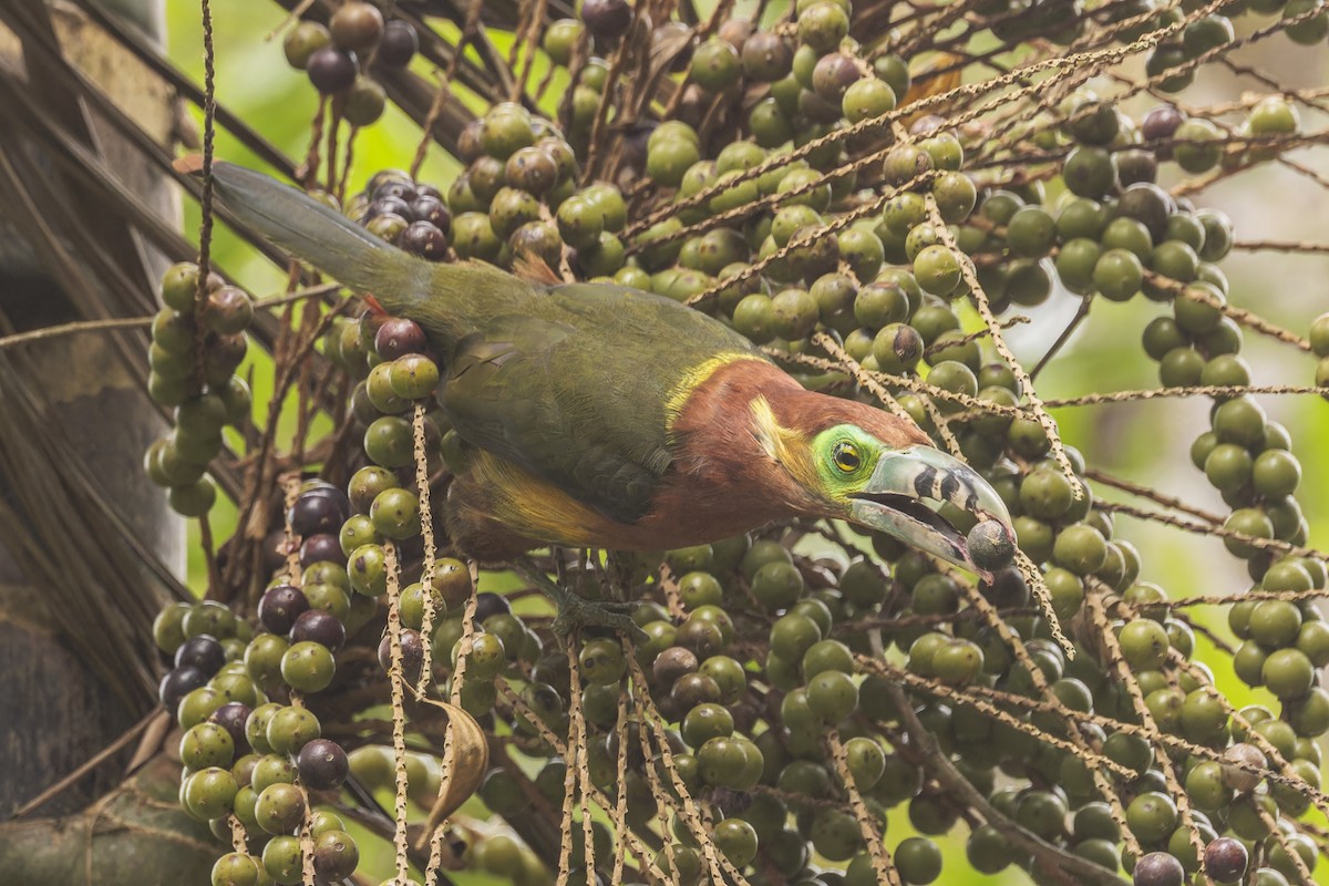 Spot-billed Toucanet - ML644032904