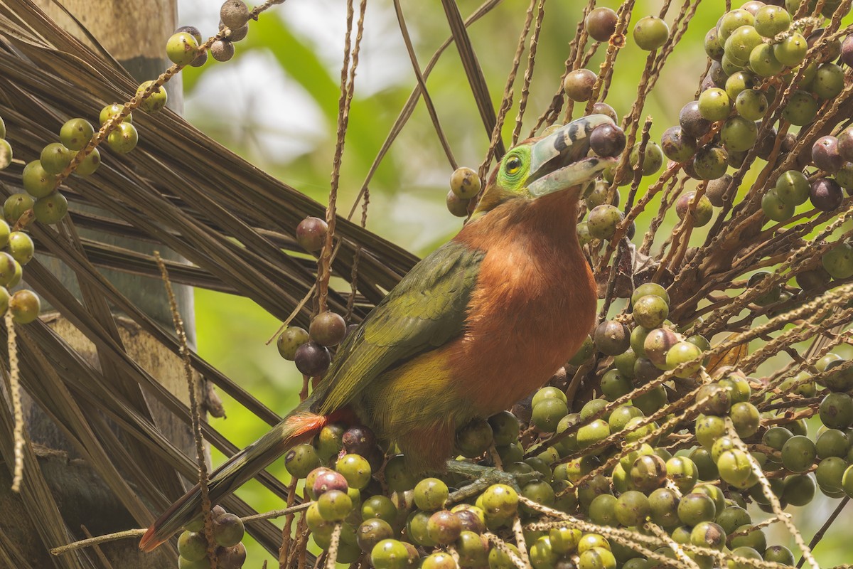 Spot-billed Toucanet - ML644032907