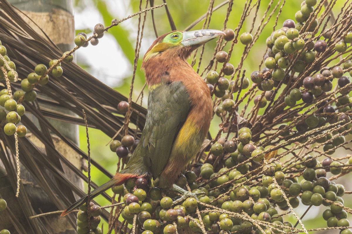 Spot-billed Toucanet - ML644032908