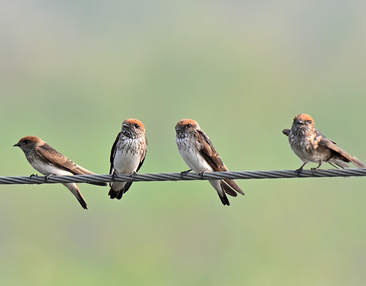 Streak-throated Swallow - ML644032909