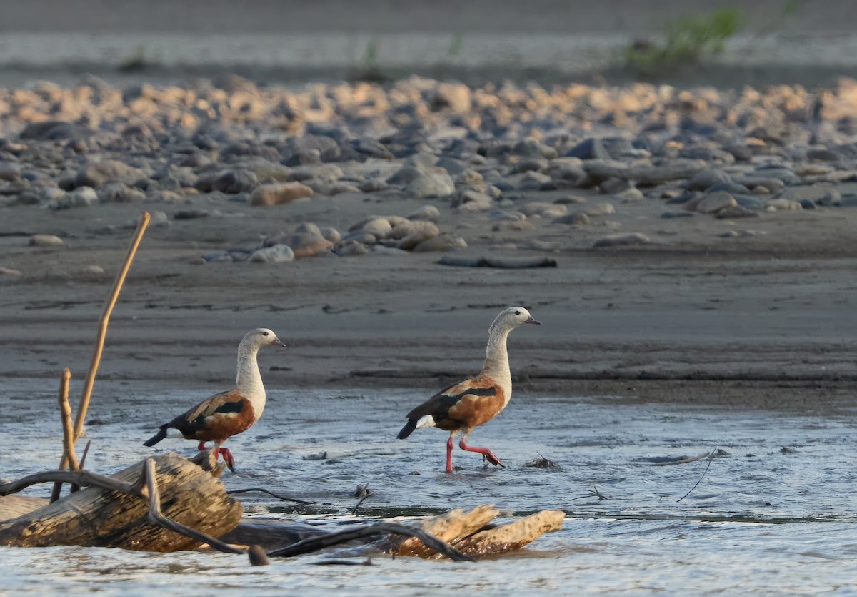 Orinoco Goose - ML644032912