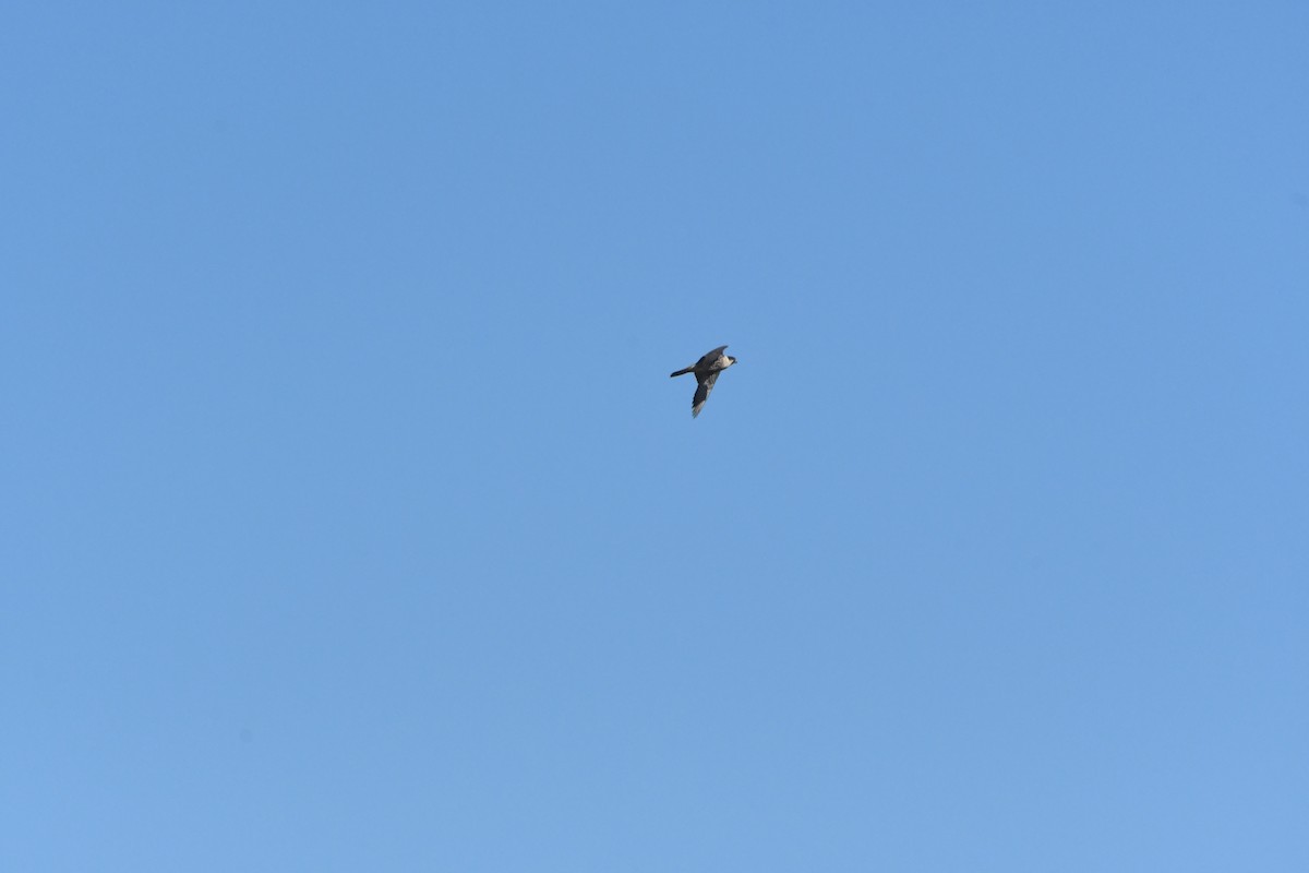 遊隼 - ML644032918