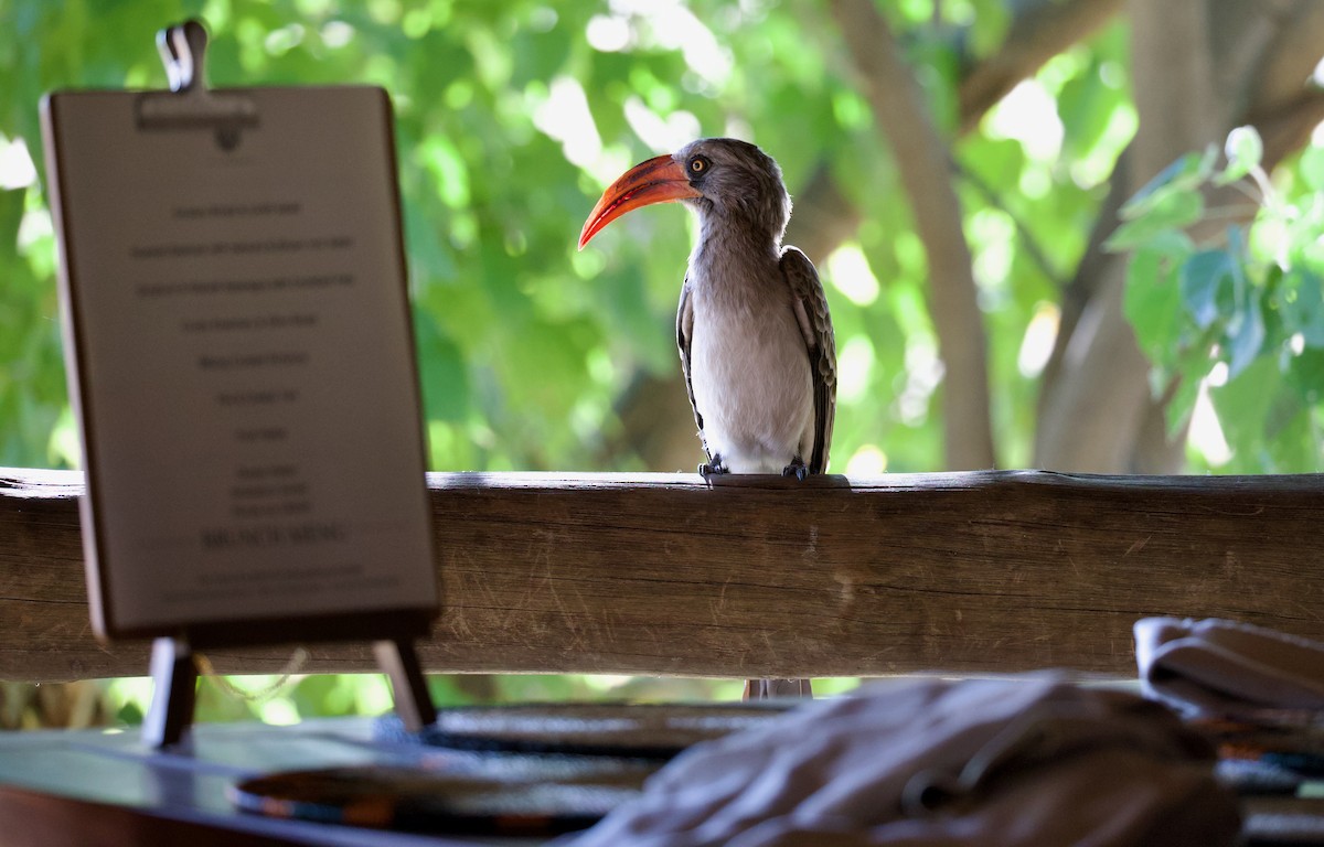 Bradfield's Hornbill - ML644032922