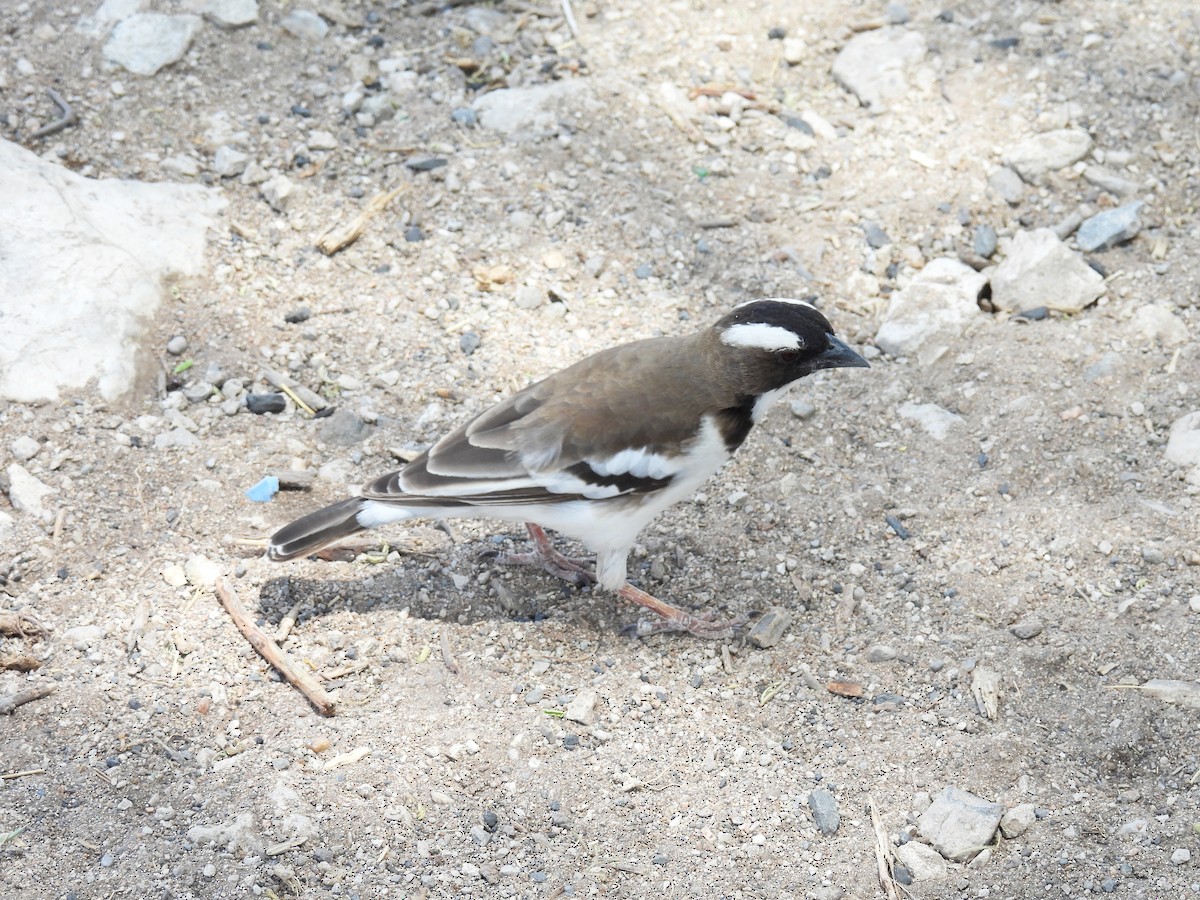 Weißbrauenweber - ML644032928