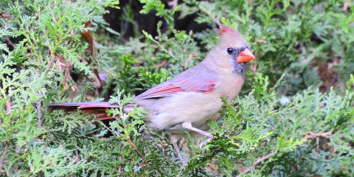 ショウジョウコウカンチョウ - ML644032974