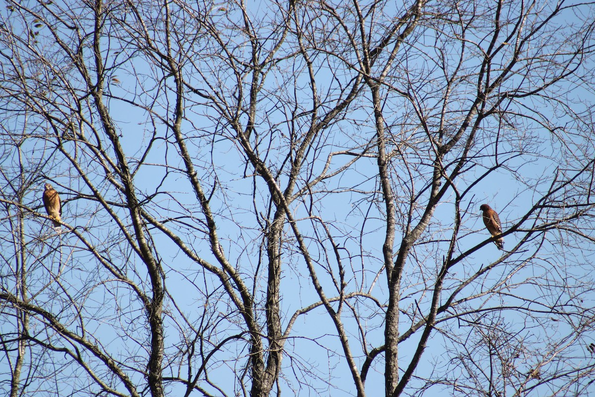 Red-shouldered Hawk - ML644032988