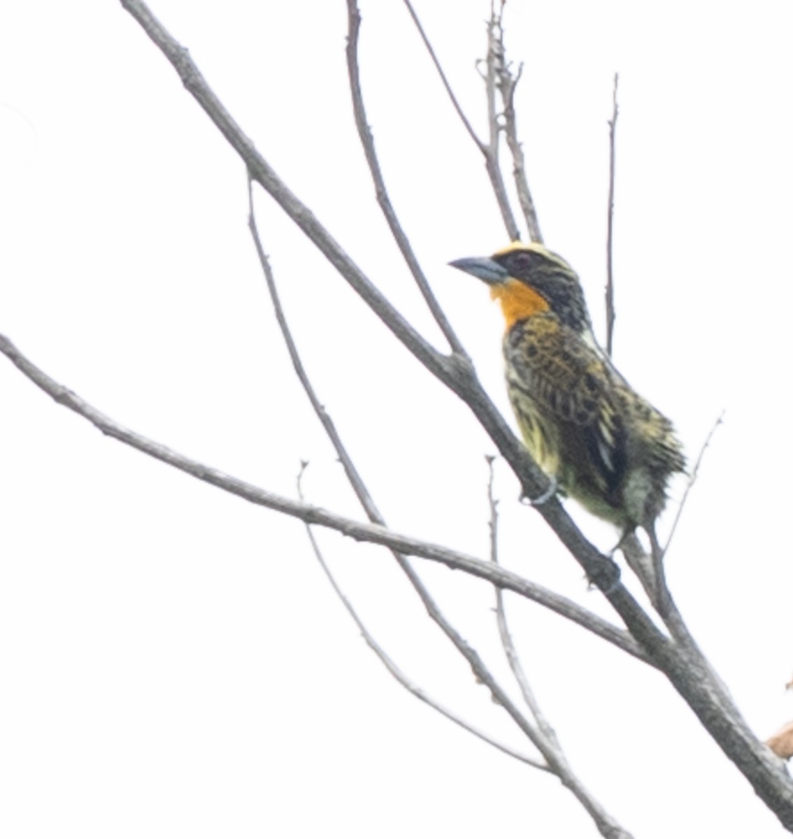 Gilded Barbet - ML644032993
