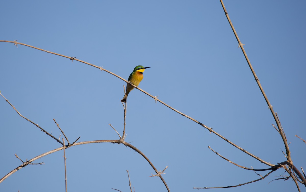 Бджолоїдка карликова - ML644032994