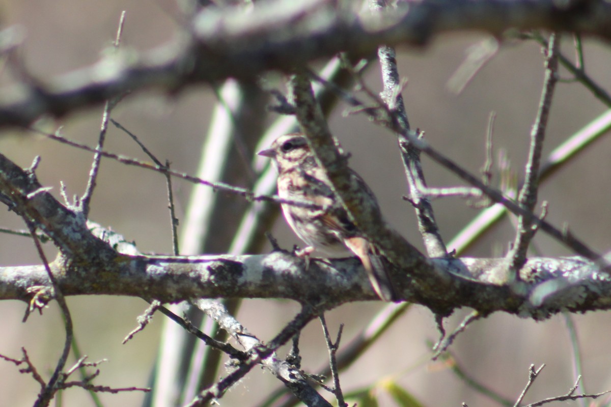 Song Sparrow - ML644032996