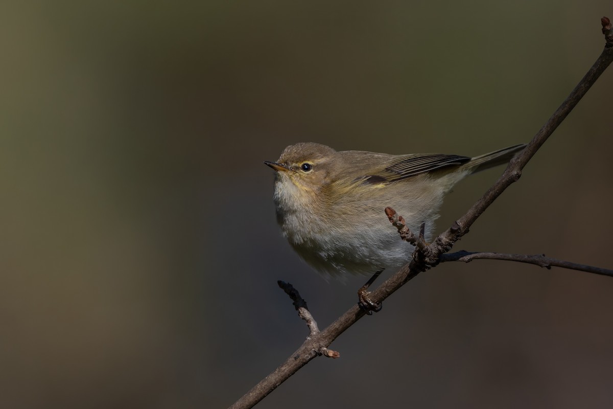 Common Chiffchaff - ML644033005