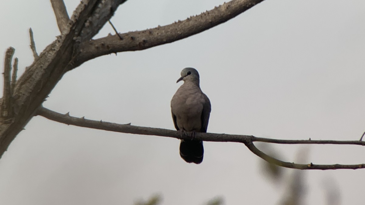 Black-billed Wood-Dove - ML644033008