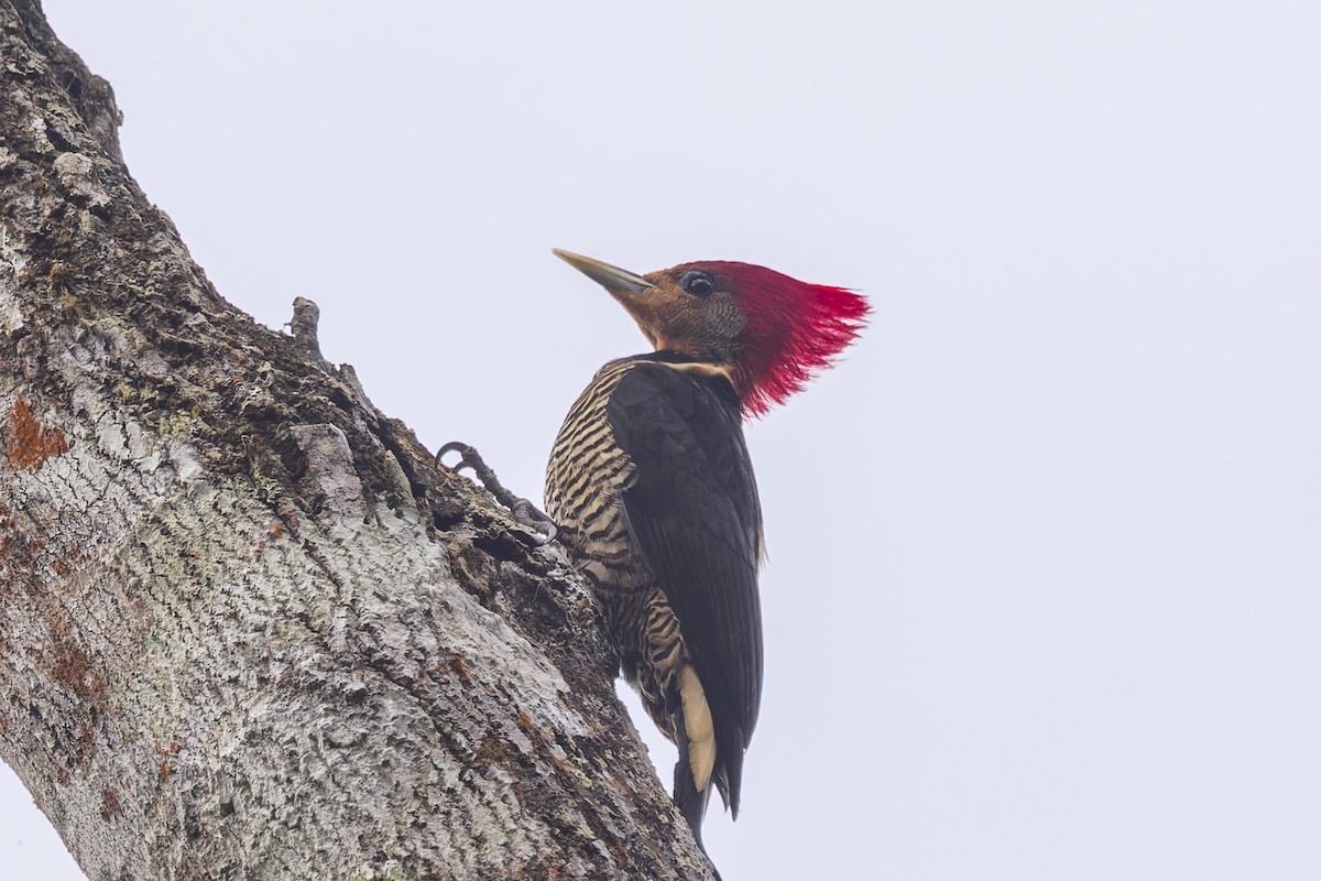 Helmeted Woodpecker - ML644033021