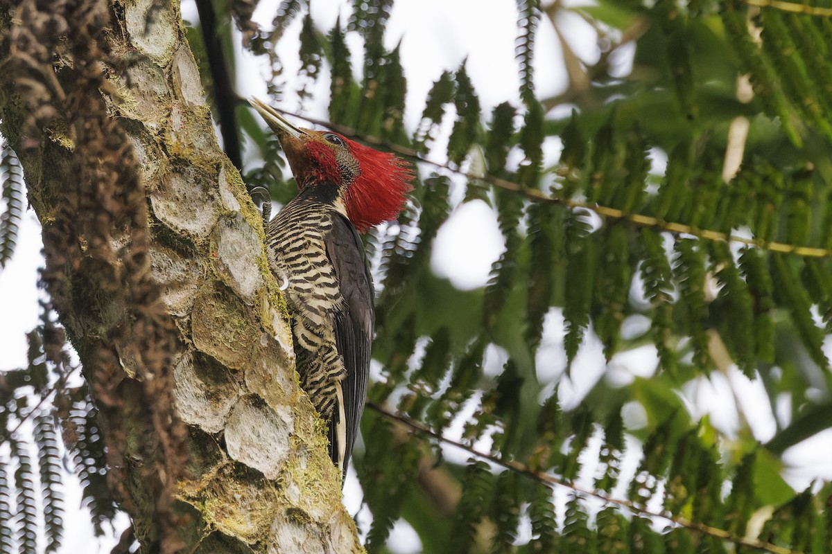 Helmeted Woodpecker - ML644033023