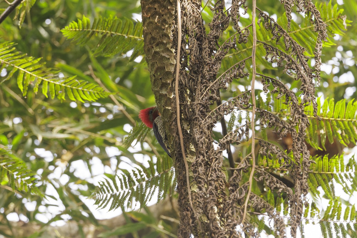 Helmeted Woodpecker - ML644033024