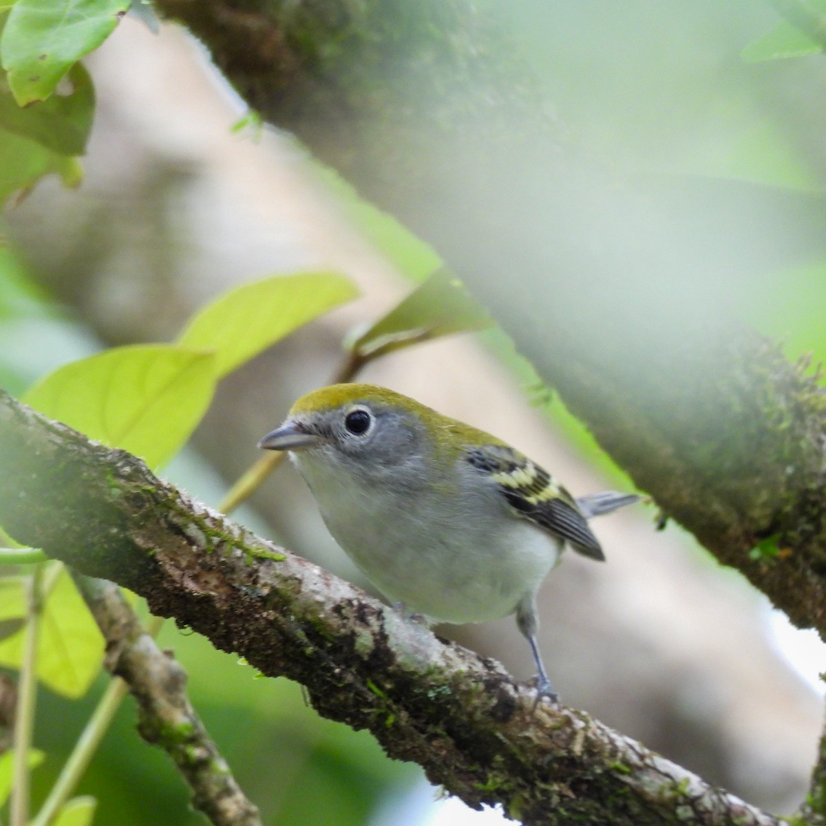 Chestnut-sided Warbler - ML644033039