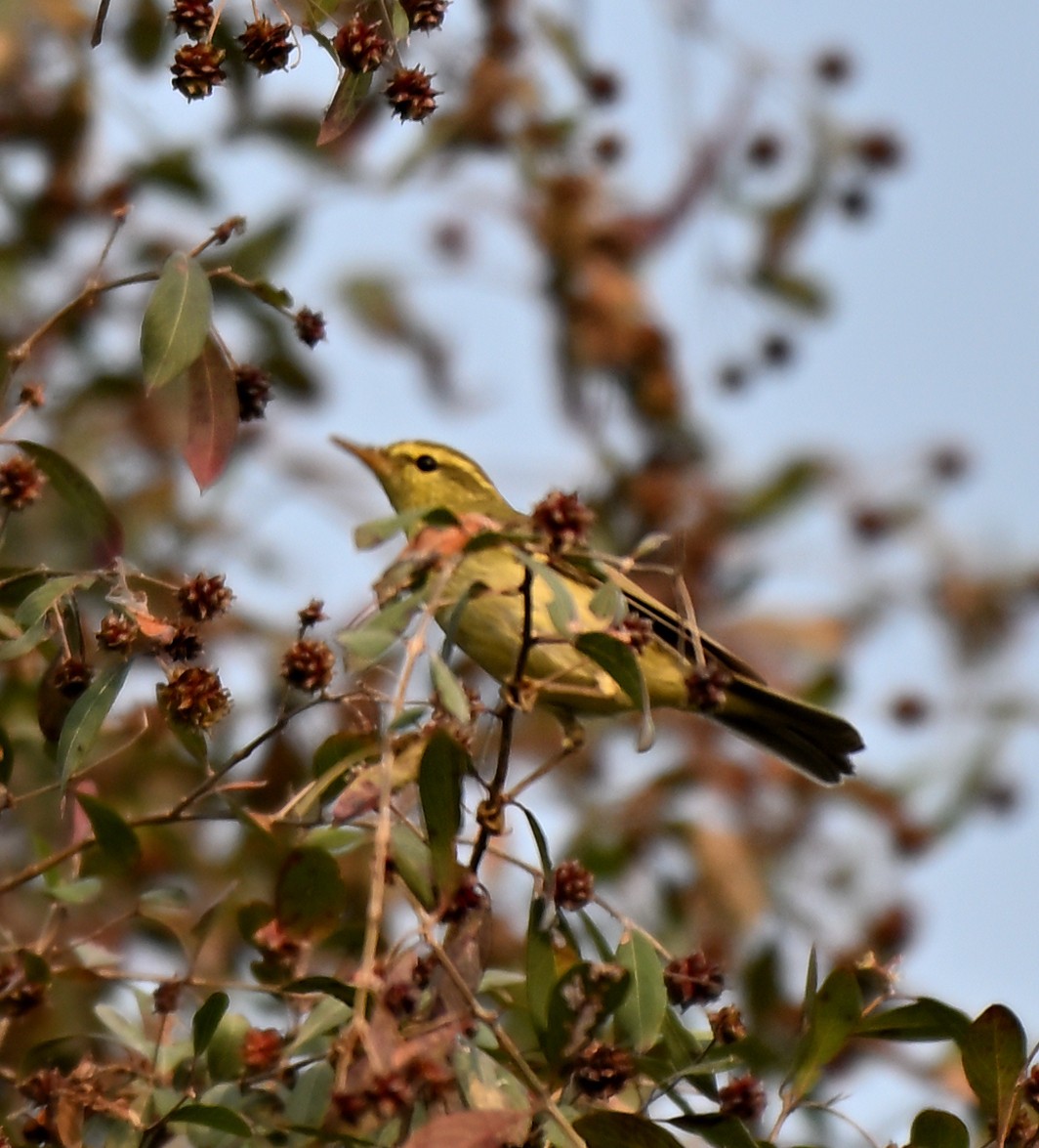 Вівчарик жовточеревий - ML644033040