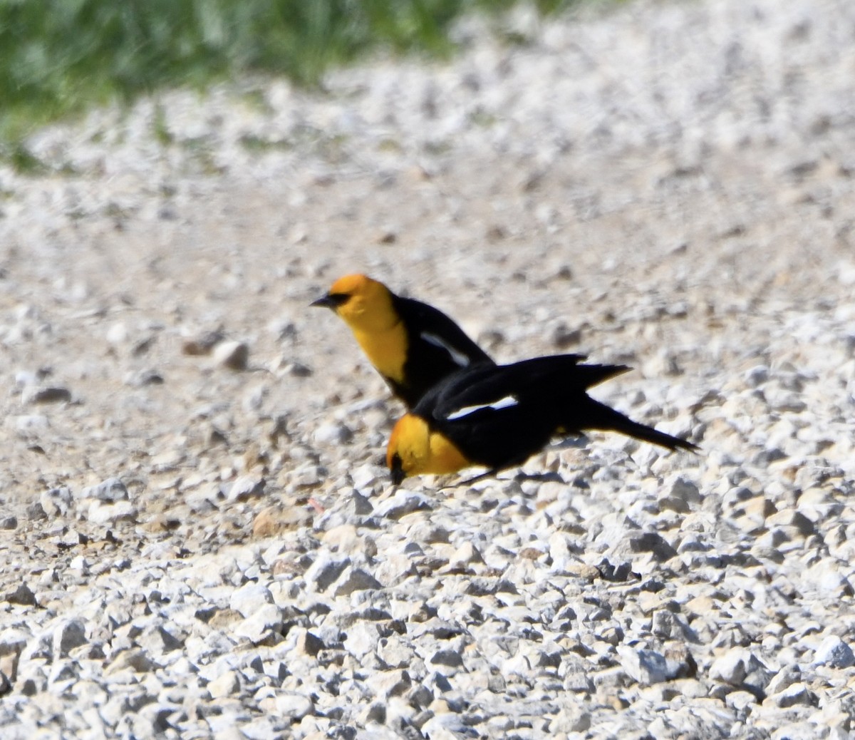 Yellow-headed Blackbird - ML644033052