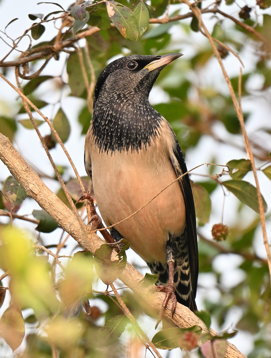 Rosy Starling - ML644033066