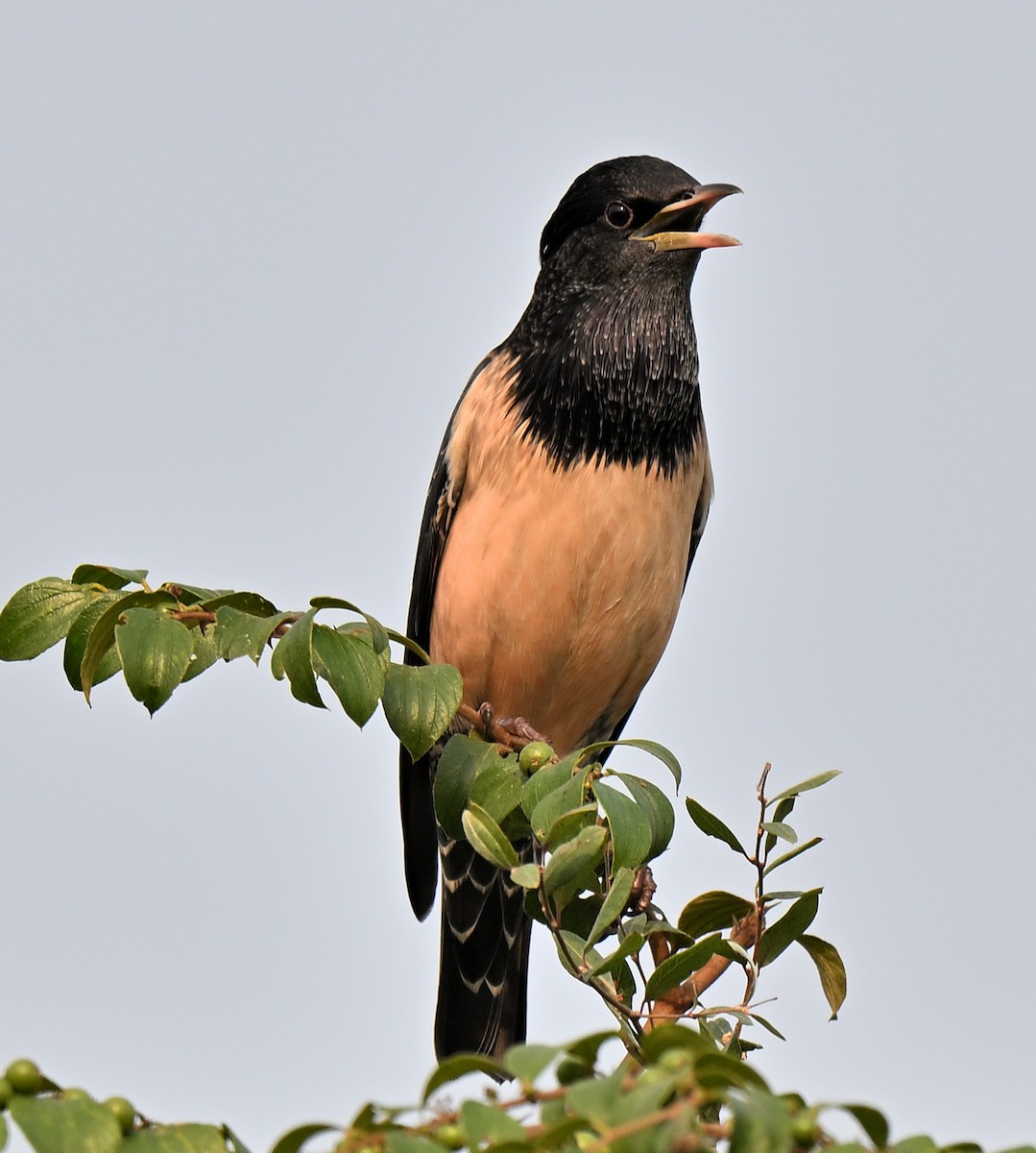 Rosy Starling - ML644033070