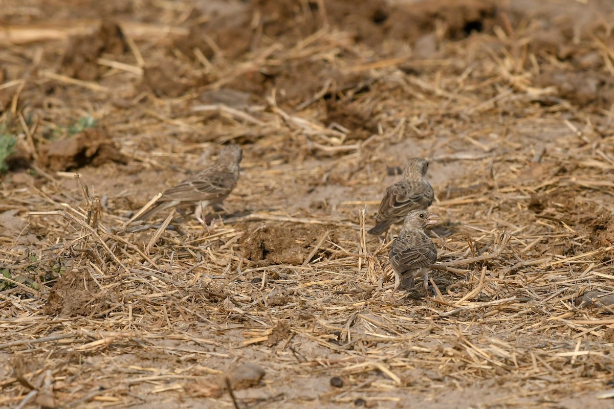 White-rumped Seedeater - ML644033071