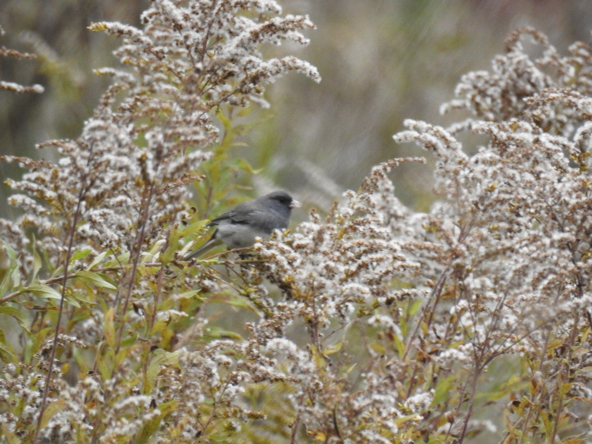 Dark-eyed Junco - ML644033075
