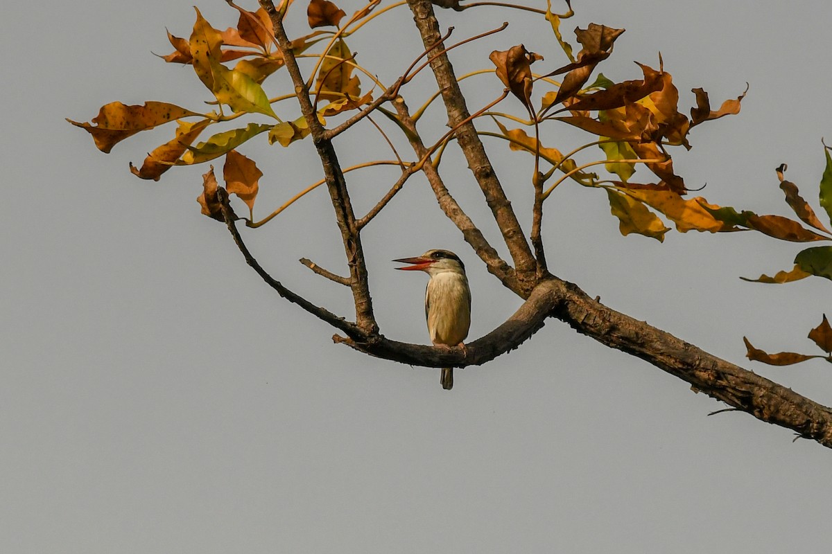Striped Kingfisher - ML644033080