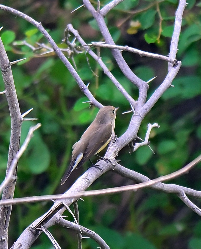 Red-breasted Flycatcher - ML644033082