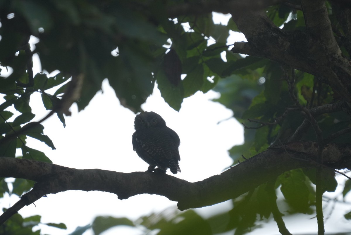 indiaugle - ML644033083