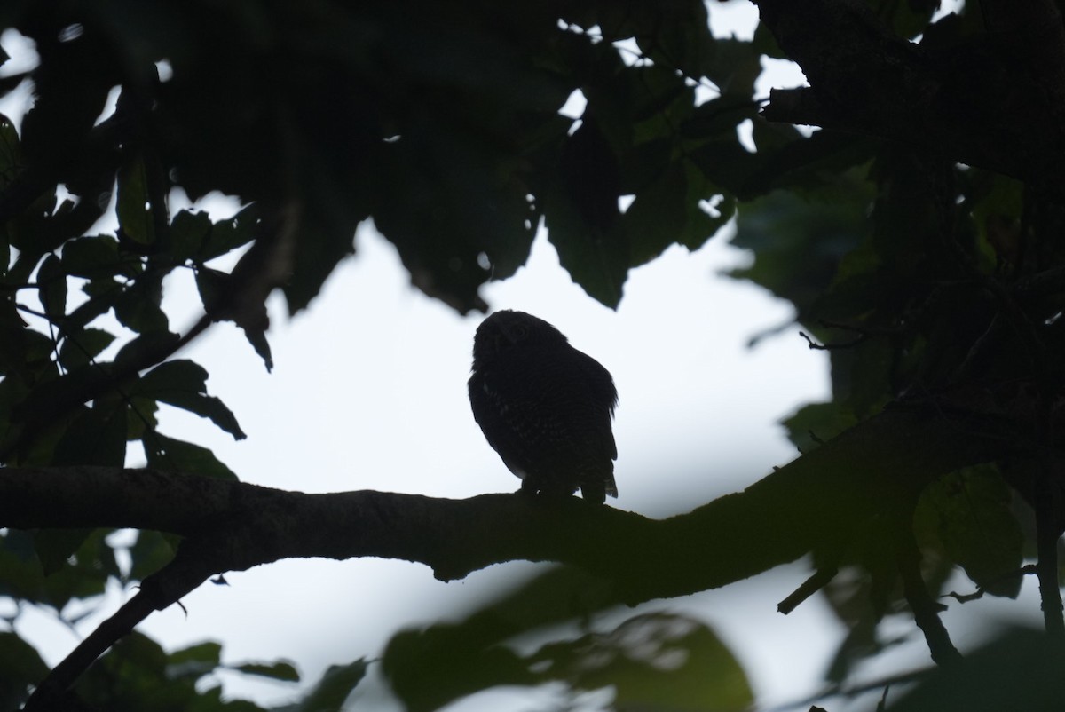 indiaugle - ML644033084