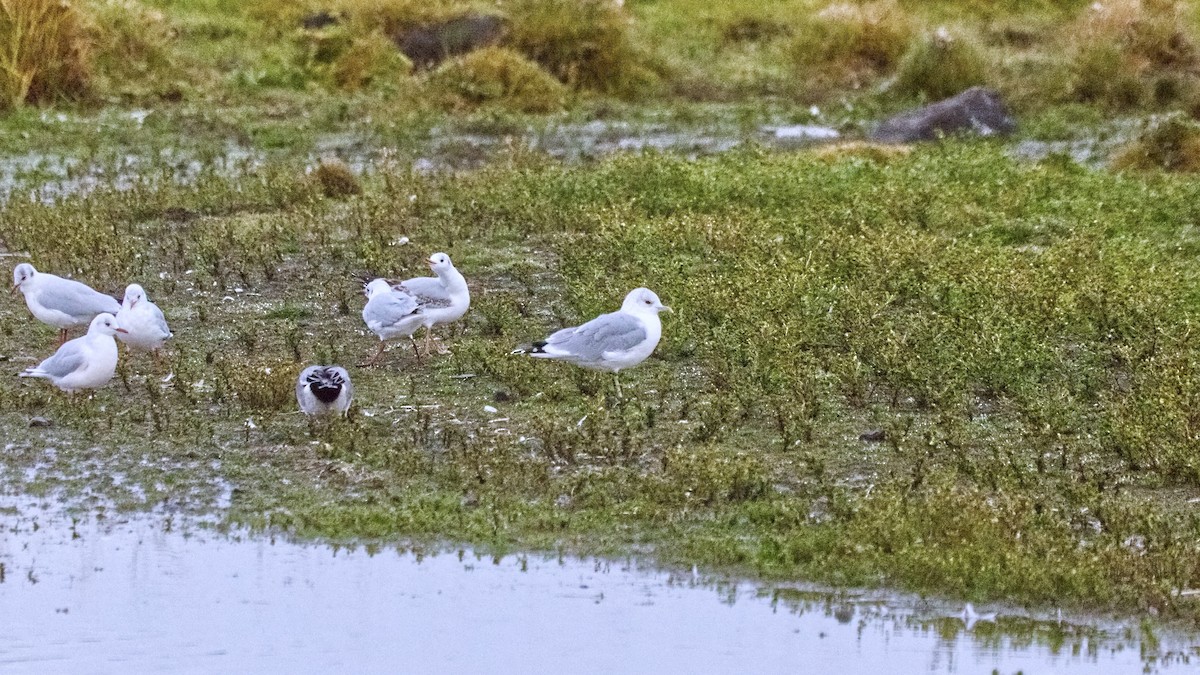 Common Gull (European) - ML644033088