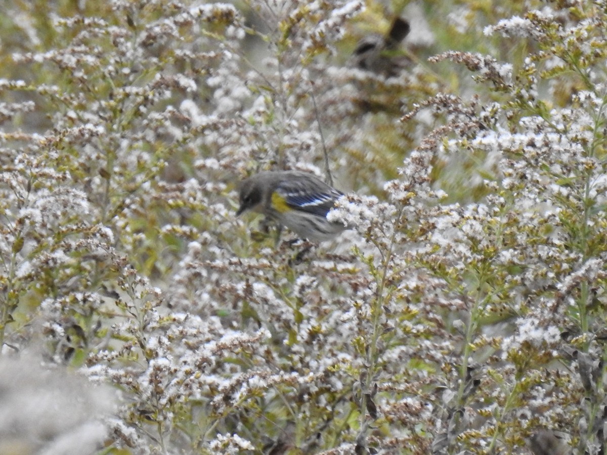 Yellow-rumped Warbler - ML644033089