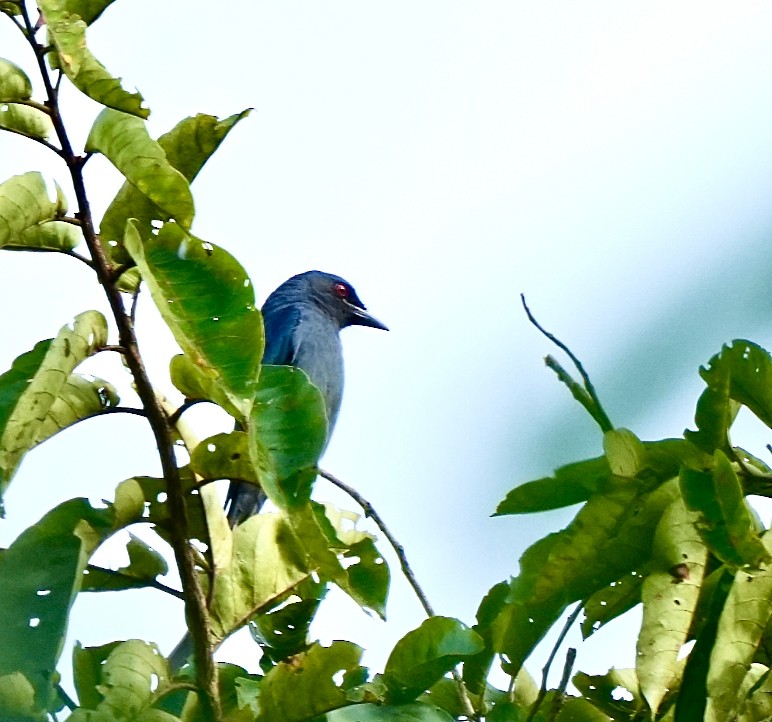 Ashy Drongo - ML644033095