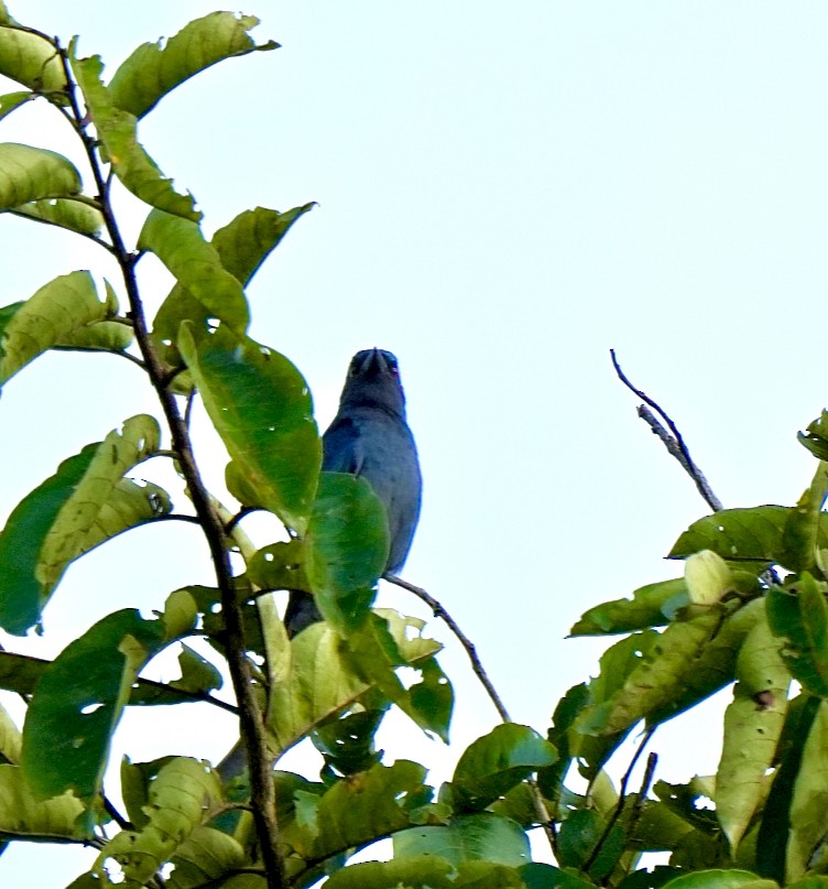 Ashy Drongo - ML644033096