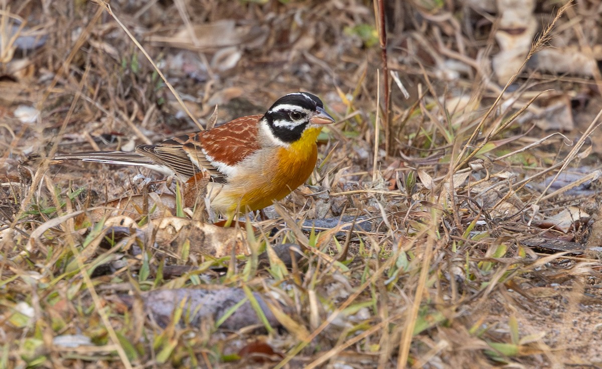Golden-breasted Bunting - ML644033097