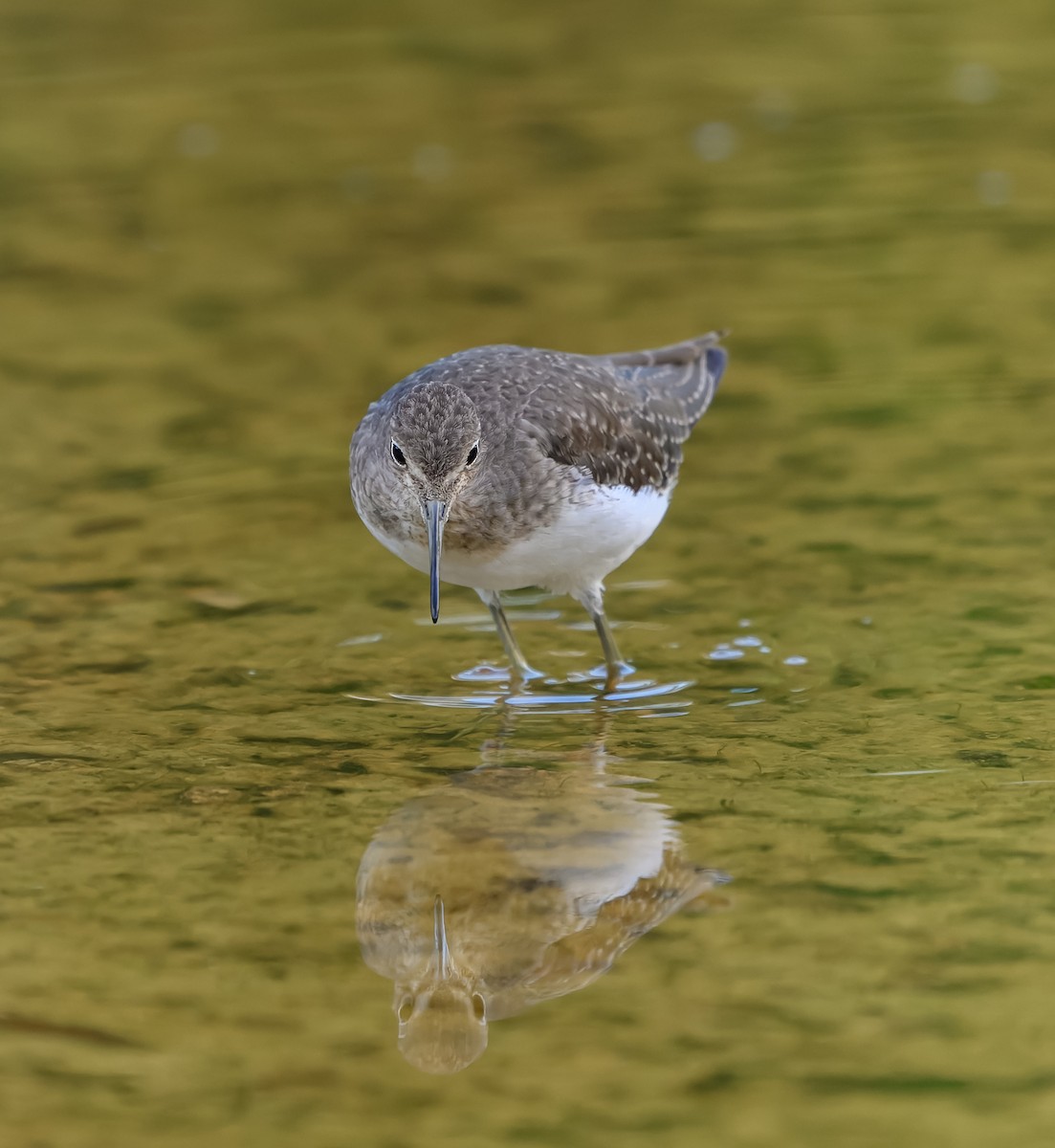 Solitary Sandpiper - ML644033107