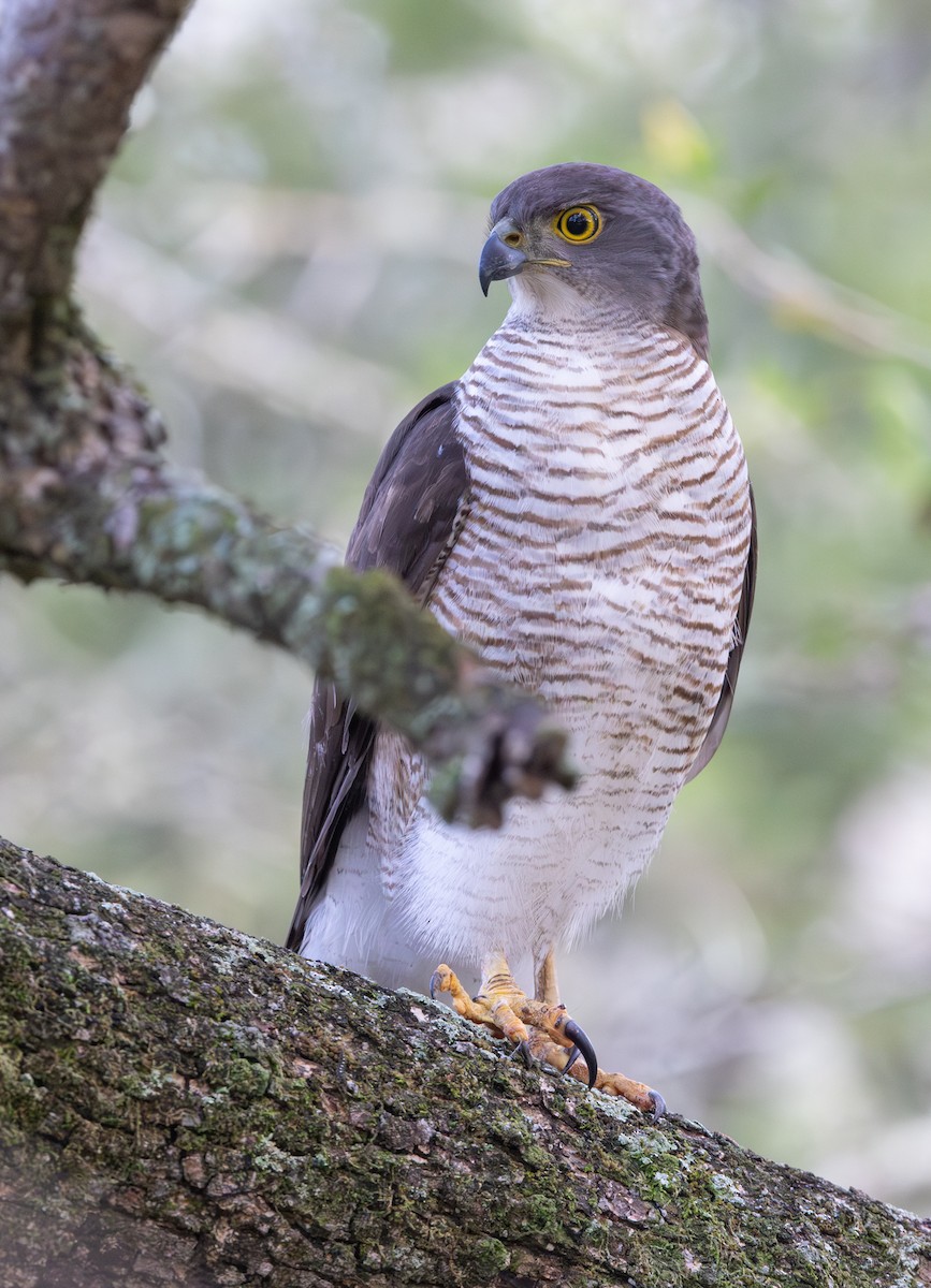African Goshawk - ML644033113