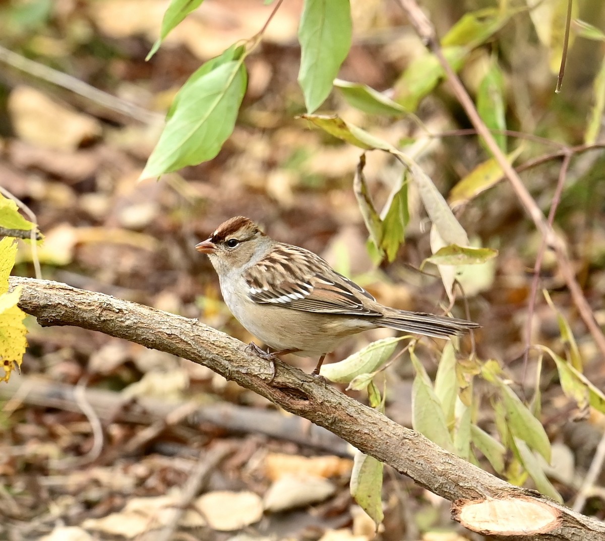 White-crowned Sparrow - ML644033126