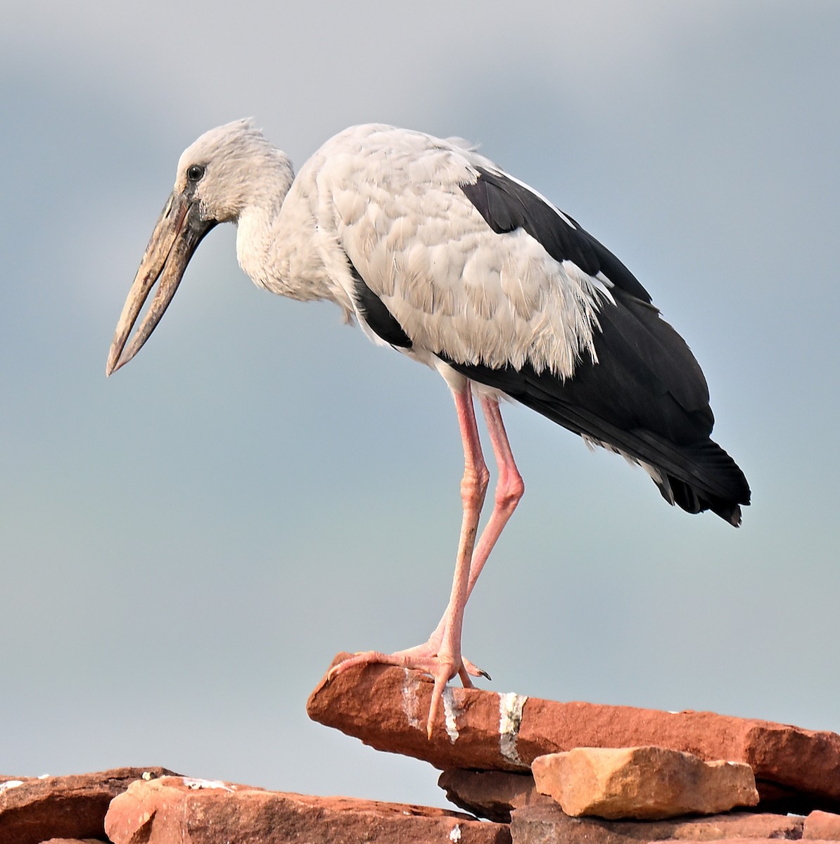 Asian Openbill - ML644033127
