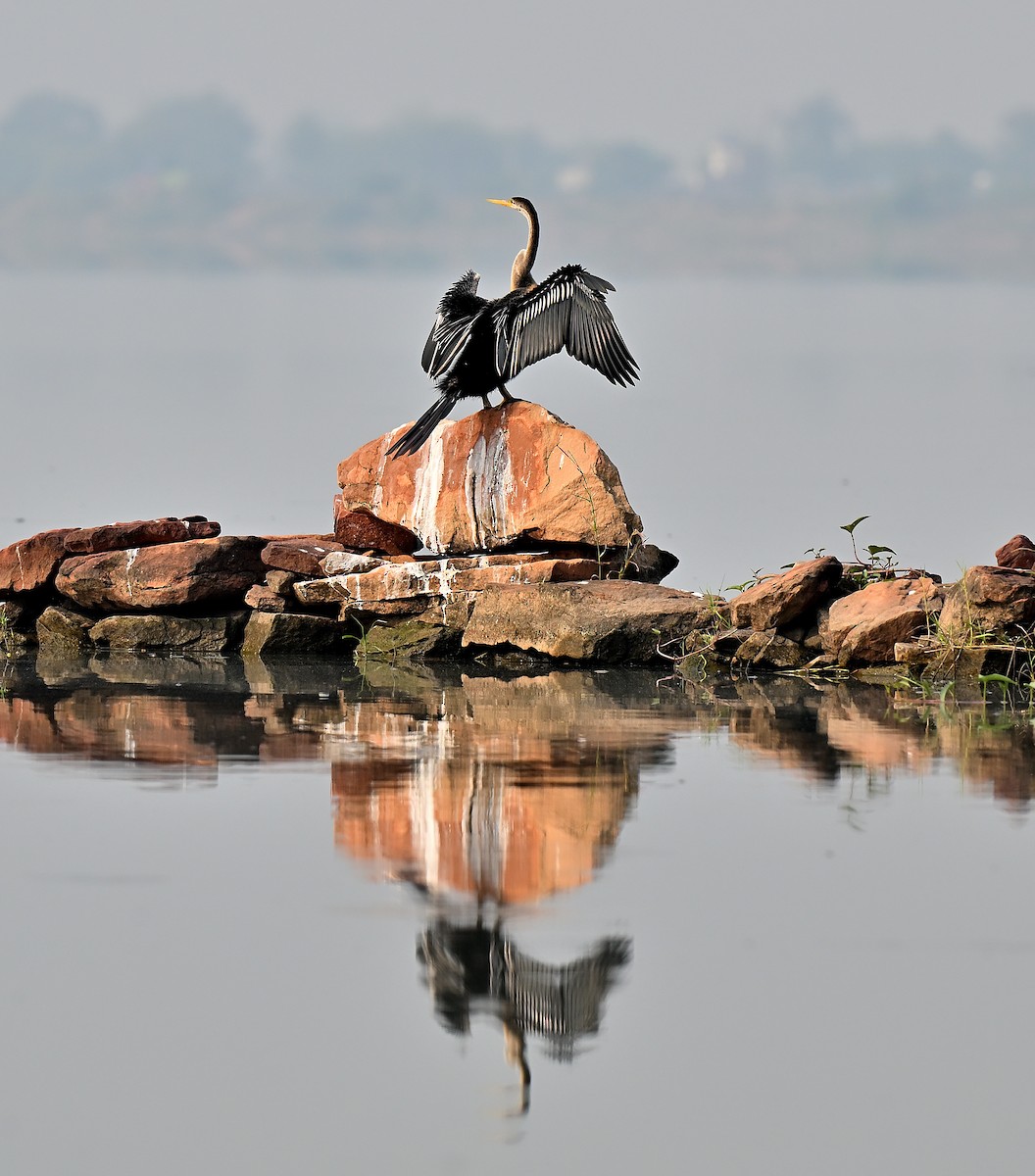 Oriental Darter - ML644033142