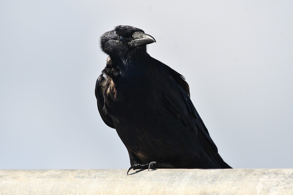 Fish Crow - ML644033146