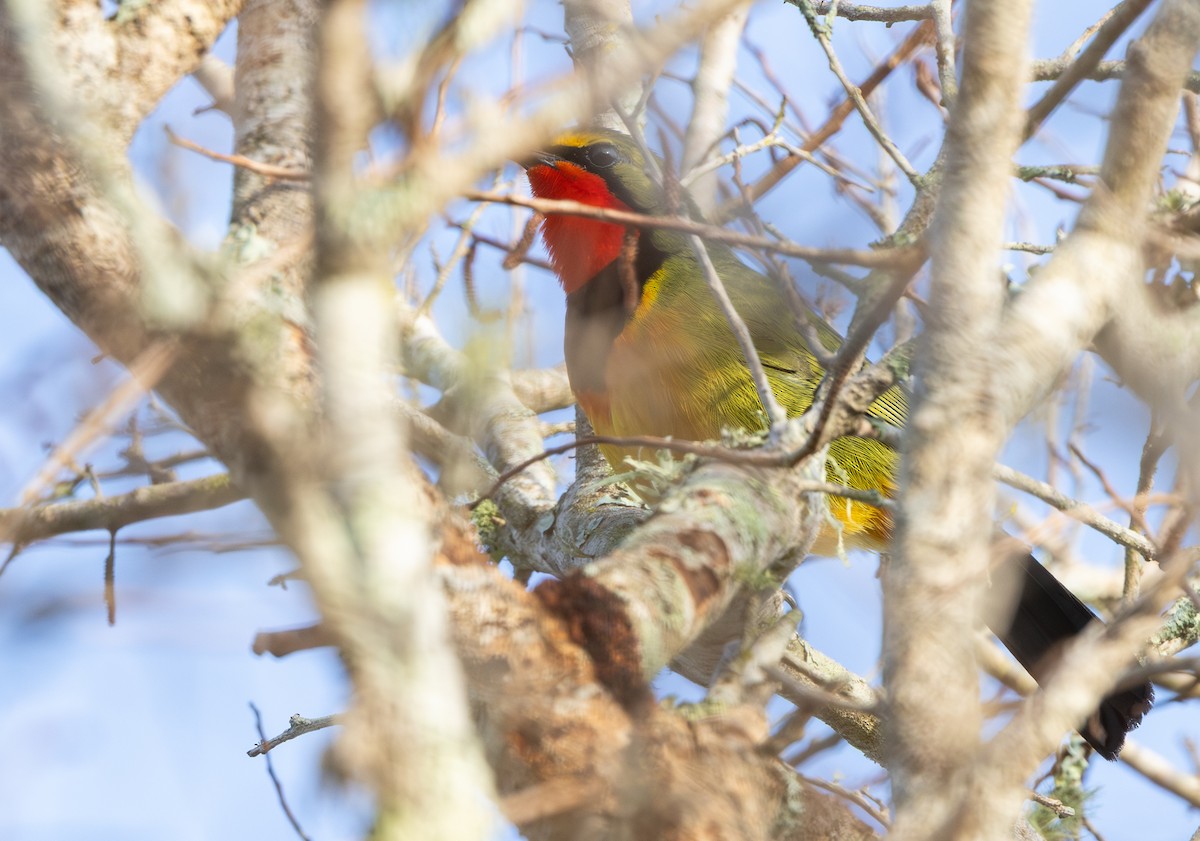Four-colored Bushshrike (Four-colored) - ML644033149