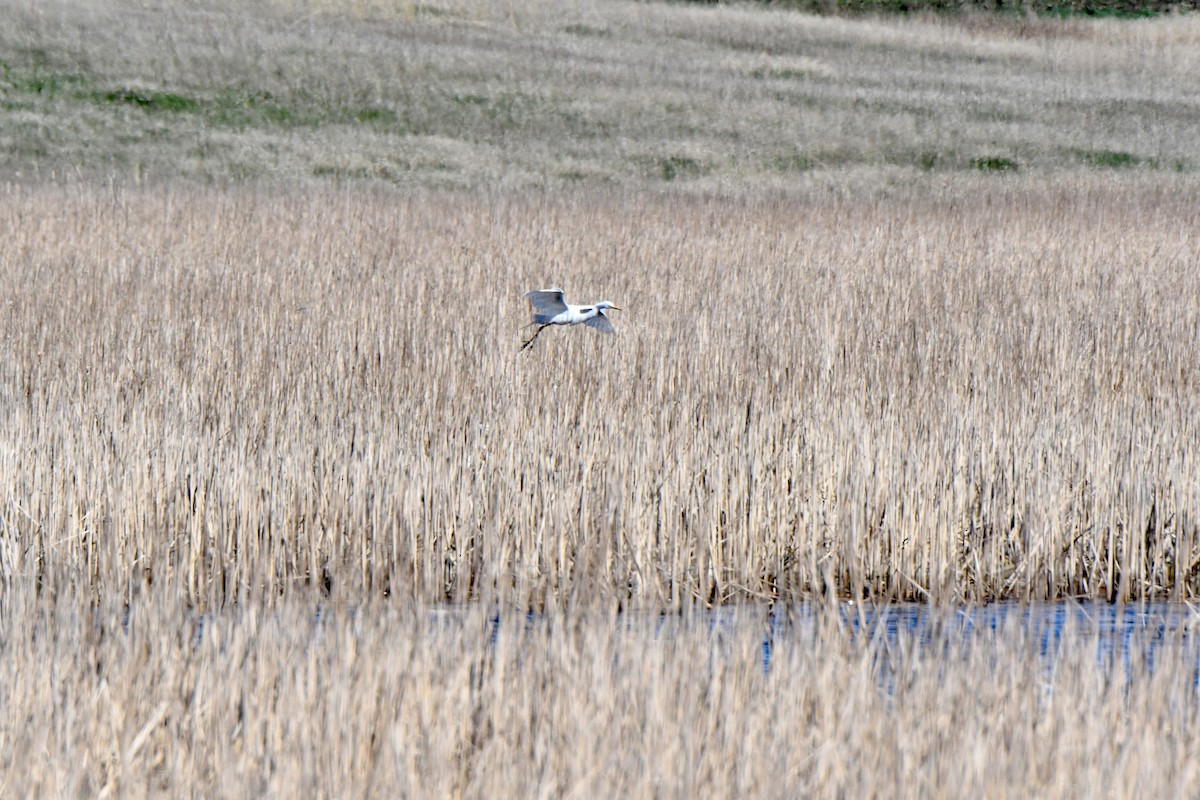 大白鷺 - ML644033168