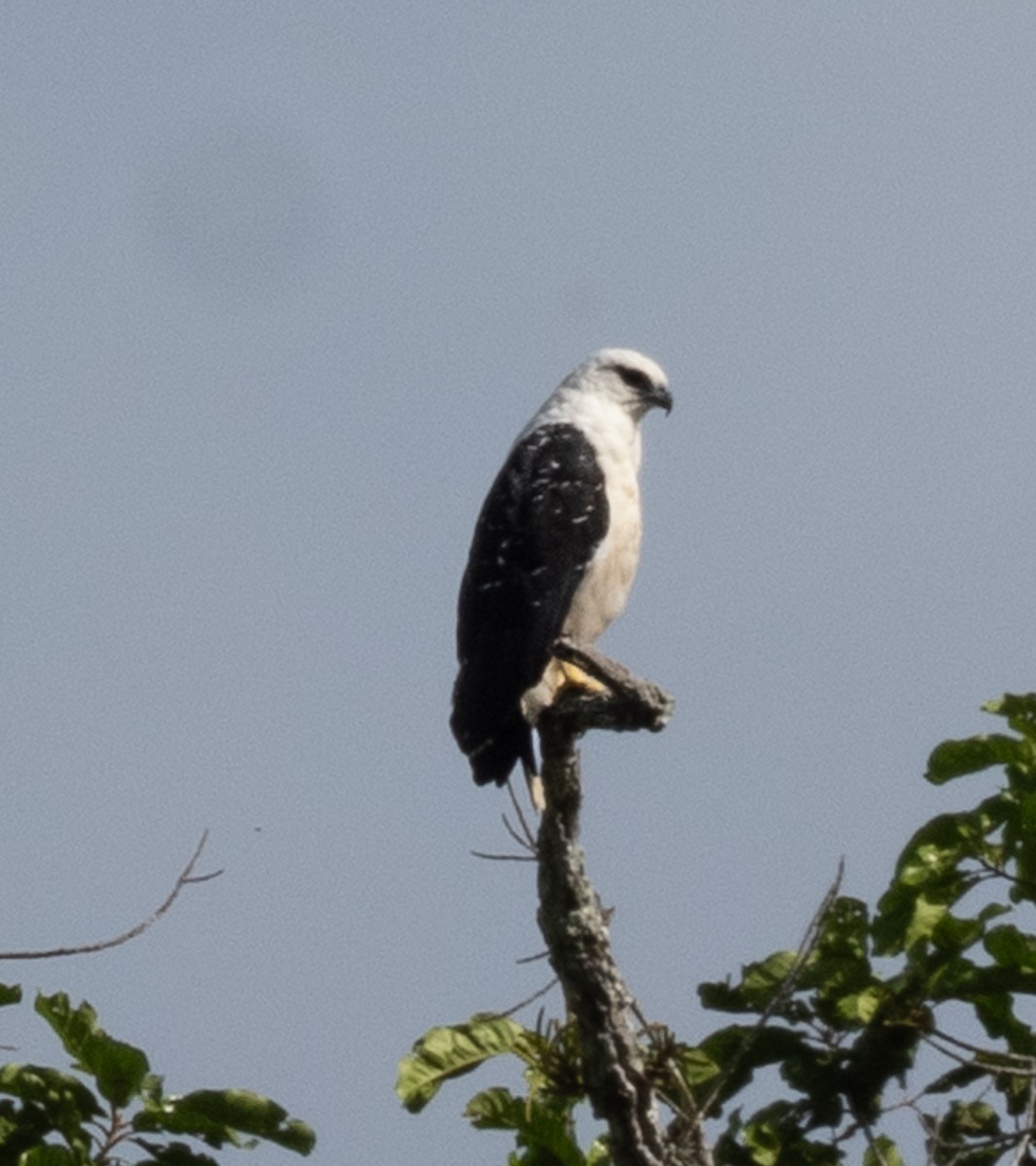 White Hawk - ML644033177